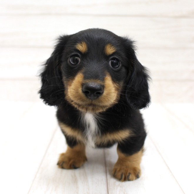 千葉県のミニチュアダックスフンド(ロング) (ペピカファミリー松戸店/2026年2月18日生まれ/男の子/ブラックタン)の子犬の1枚目の画像