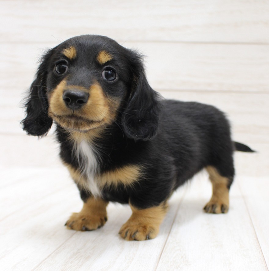 千葉県のミニチュアダックスフンド(ロング) (ペピカファミリー松戸店/2026年2月18日生まれ/男の子/ブラックタン)の子犬の2枚目の画像