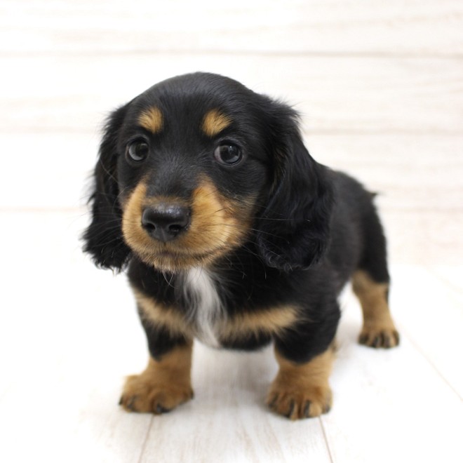 千葉県のミニチュアダックスフンド(ロング) (ペピカファミリー松戸店/2026年2月18日生まれ/男の子/ブラックタン)の子犬の3枚目の画像