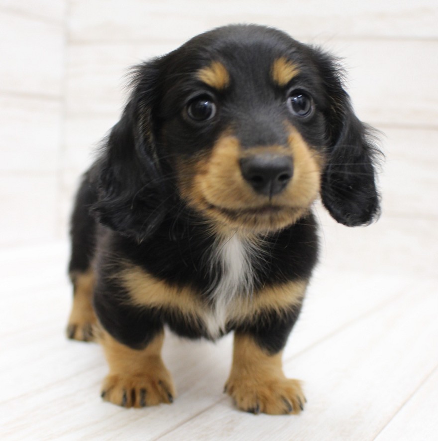 千葉県のミニチュアダックスフンド(ロング) (ペピカファミリー松戸店/2026年2月18日生まれ/男の子/ブラックタン)の子犬の4枚目の画像