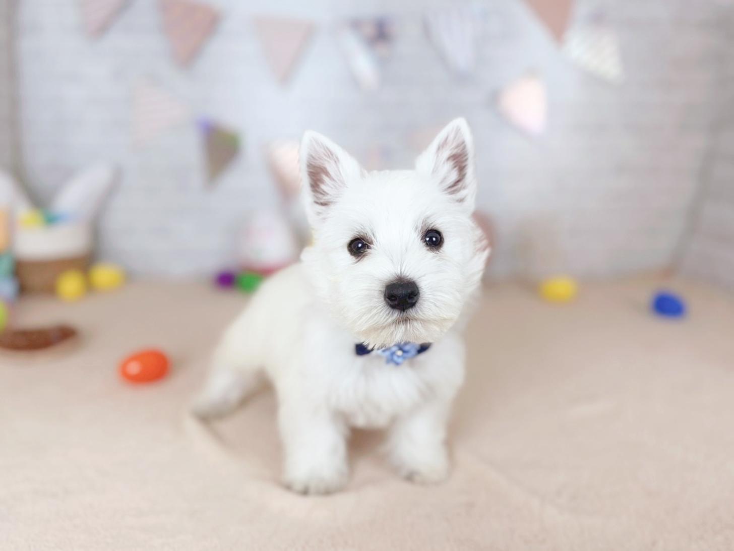 北海道のウエストハイランドホワイトテリア (ペットショップだんぼ/2026年1月30日生まれ/男の子/ホワイト)の子犬の1枚目の画像