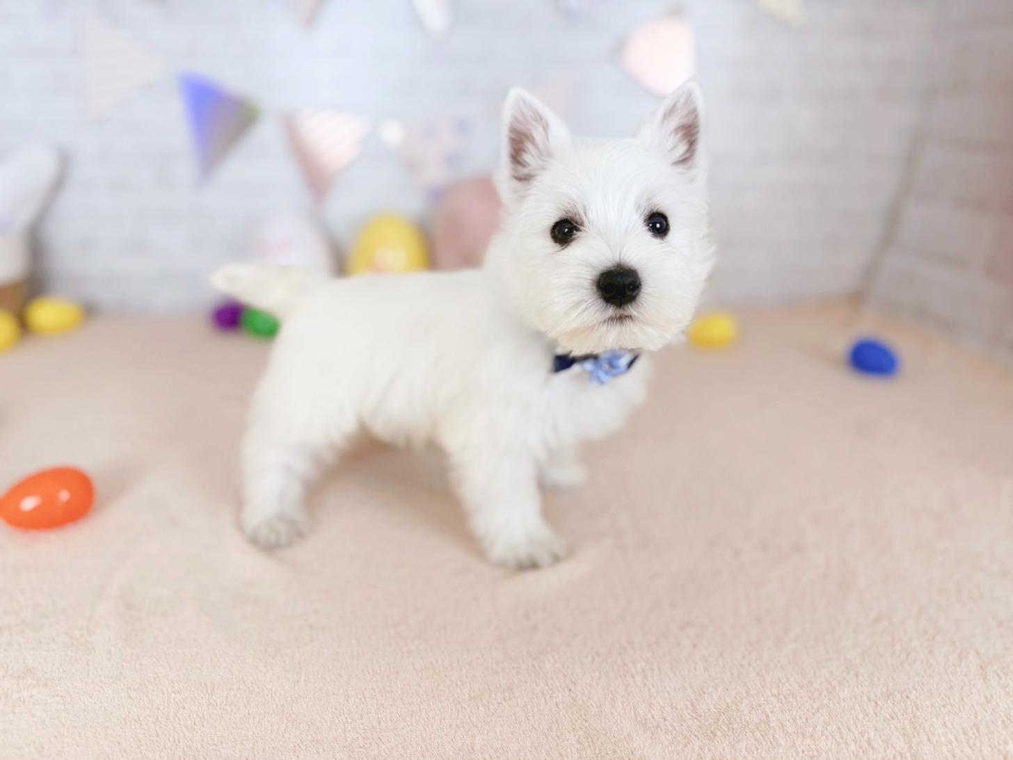 北海道のウエストハイランドホワイトテリア (ペットショップだんぼ/2026年1月30日生まれ/男の子/ホワイト)の子犬の2枚目の画像