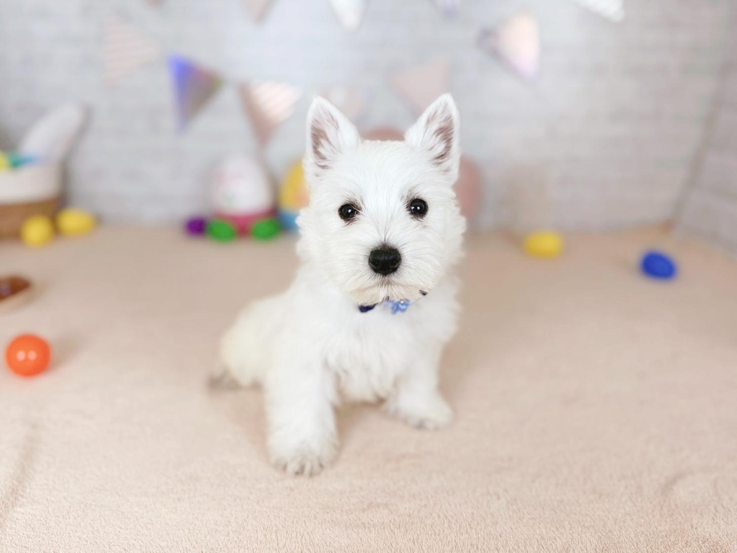 北海道のウエストハイランドホワイトテリア (ペットショップだんぼ/2026年1月30日生まれ/男の子/ホワイト)の子犬の3枚目の画像