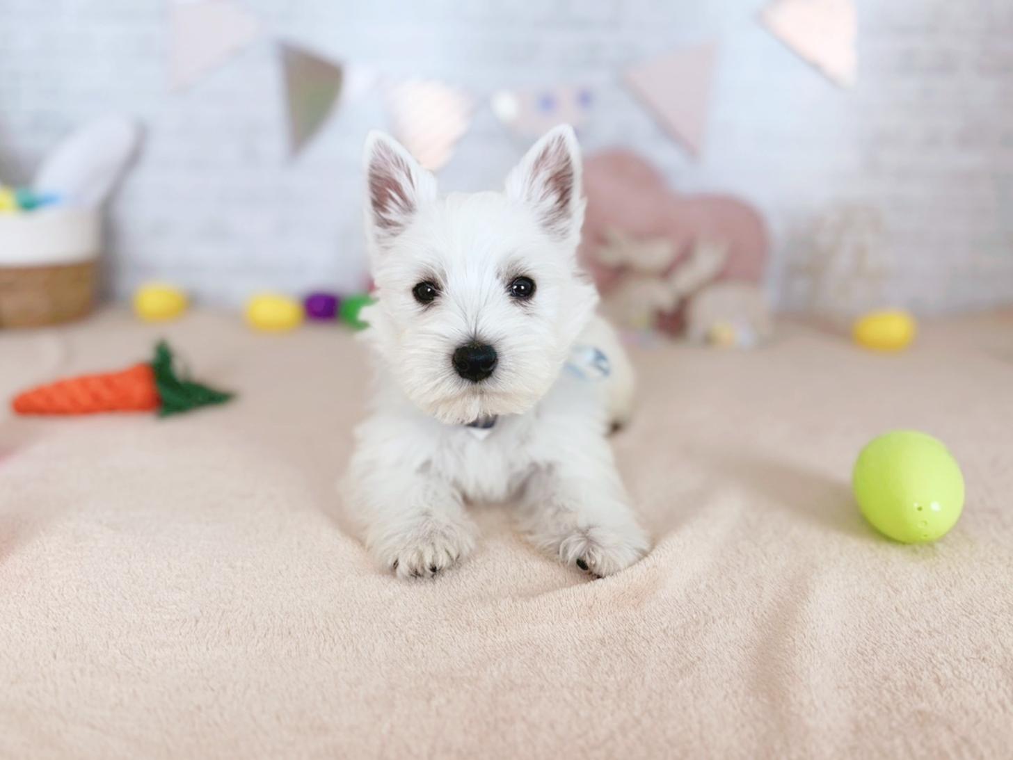 北海道のウエストハイランドホワイトテリア (ペットショップだんぼ/2026年1月30日生まれ/男の子/ホワイト)の子犬の4枚目の画像