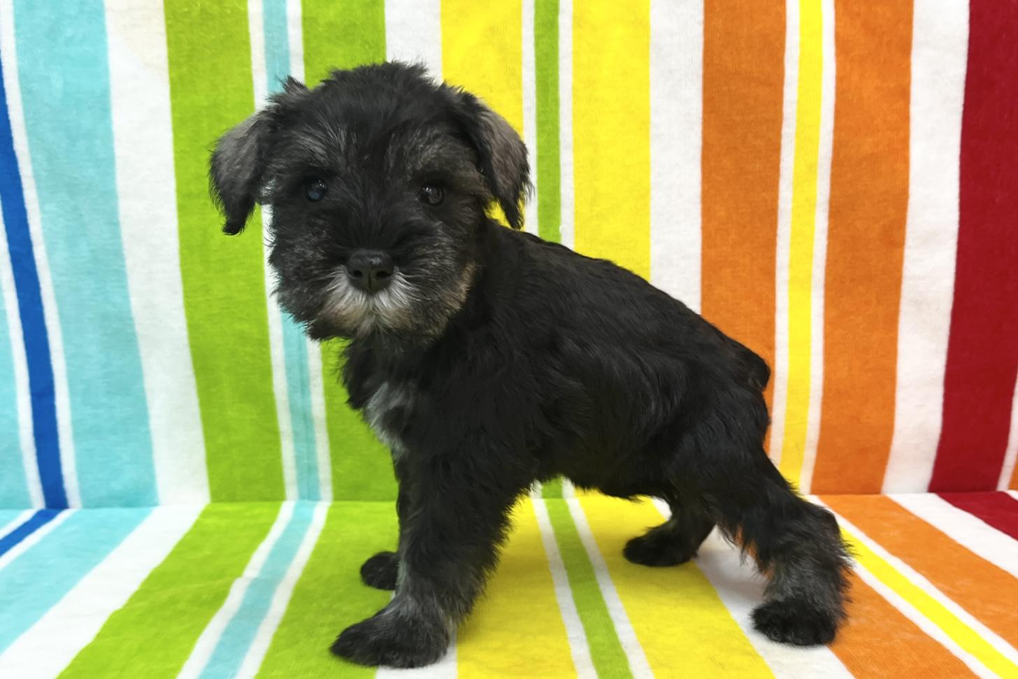 愛知県のミニチュアシュナウザー (ハピースペット鳴海店/2025年10月22日生まれ/女の子/ソルトペッパー)の子犬の3枚目の画像