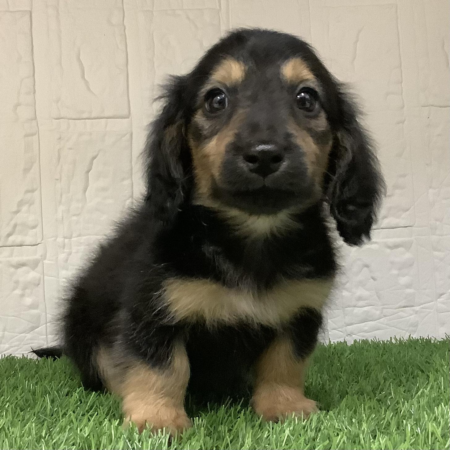 福岡県のミニチュアダックスフンド(ロング) (ドッグズホーム旗崎店/2026年1月26日生まれ/男の子/ブラックタン)の子犬