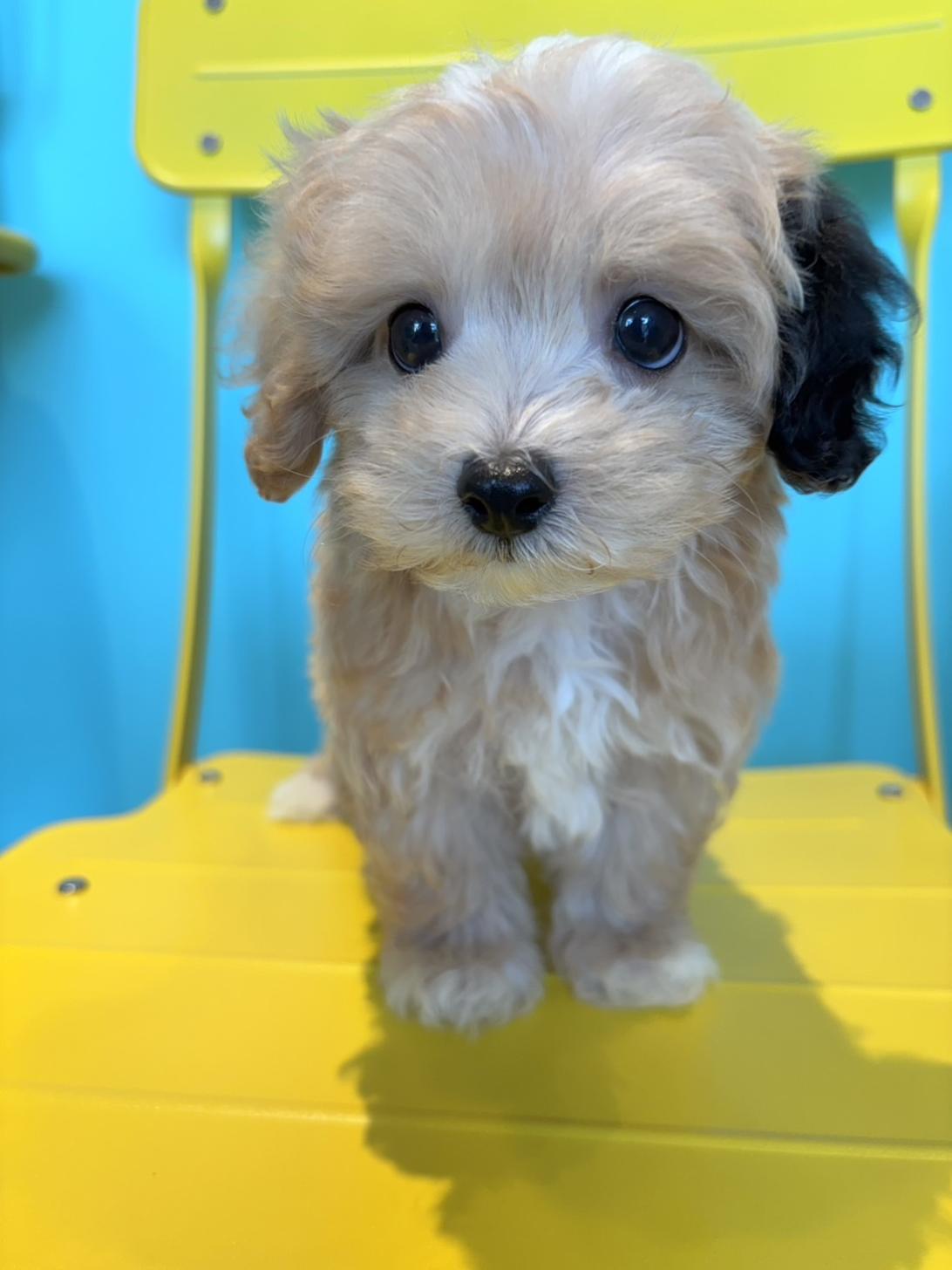 埼玉県のマルプー(マルチーズ×プードル) (PET SHOP Tiny tales/2026年4月10日生まれ/男の子/アプリコット)の子犬の1枚目の画像