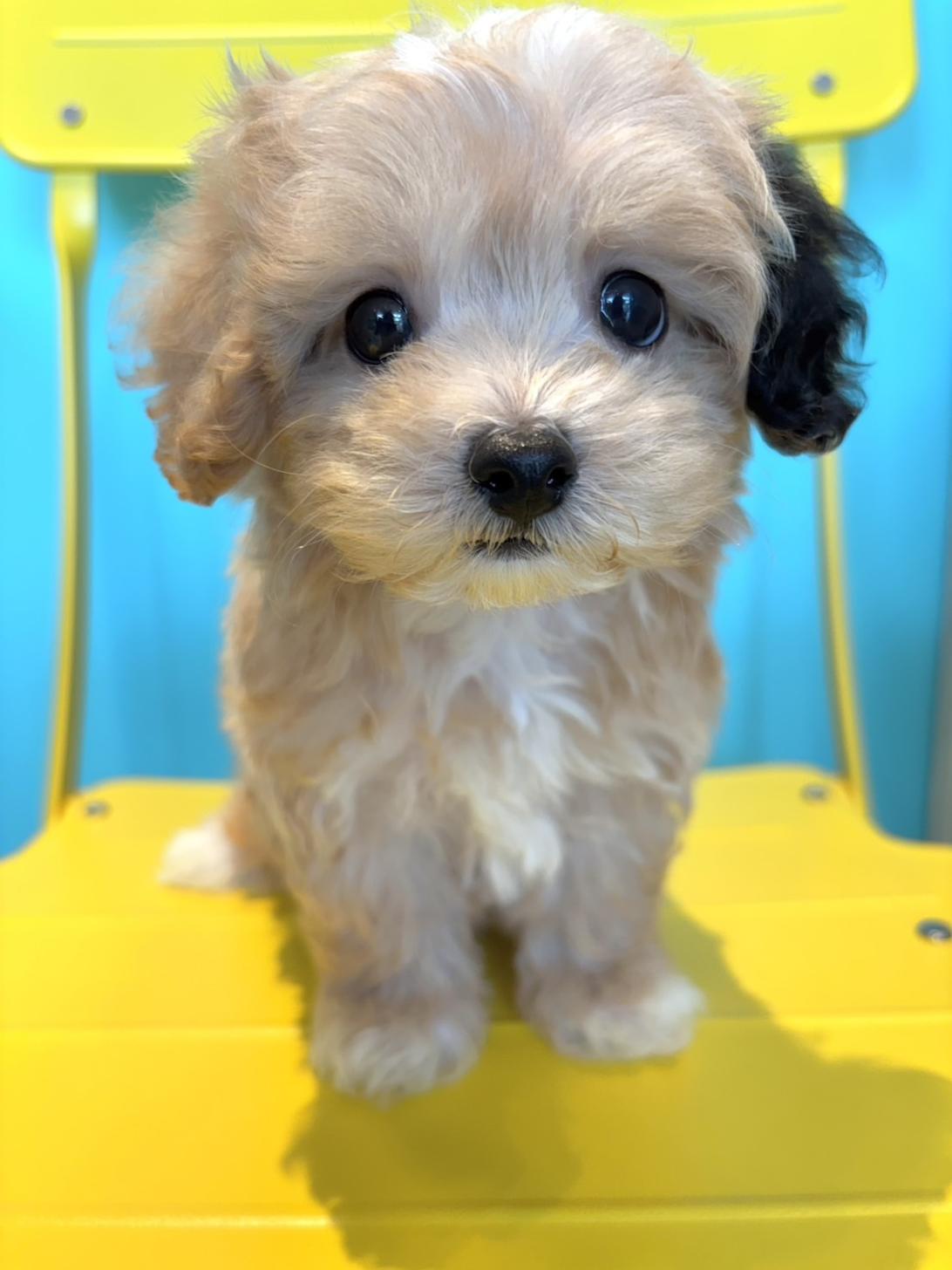 埼玉県のマルプー(マルチーズ×プードル) (PET SHOP Tiny tales/2026年4月10日生まれ/男の子/アプリコット)の子犬の2枚目の画像