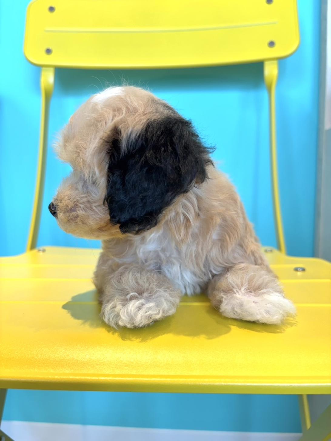 埼玉県のマルプー(マルチーズ×プードル) (PET SHOP Tiny tales/2026年4月10日生まれ/男の子/アプリコット)の子犬の3枚目の画像