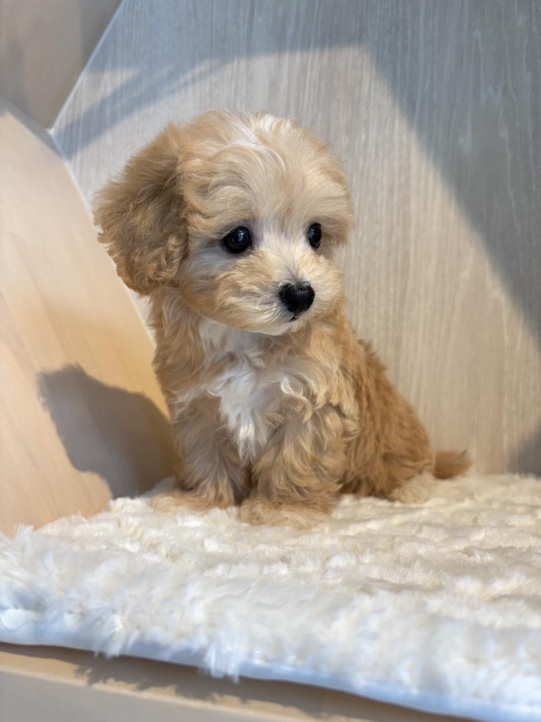 埼玉県のマルプー(マルチーズ×プードル) (PET SHOP Tiny tales/2026年4月10日生まれ/男の子/アプリコット)の子犬の4枚目の画像