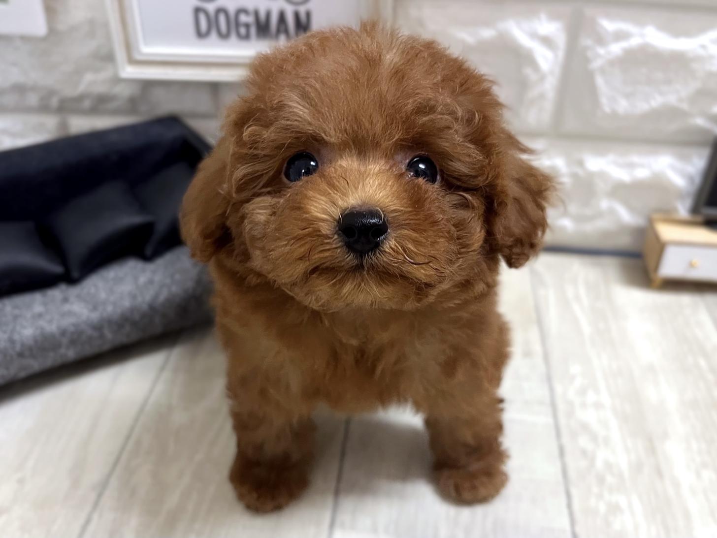 和歌山県のトイプードル(タイニー) (DOGMAN和歌山店/2026年4月27日生まれ/男の子/レッドフォーン)の子犬の1枚目の画像