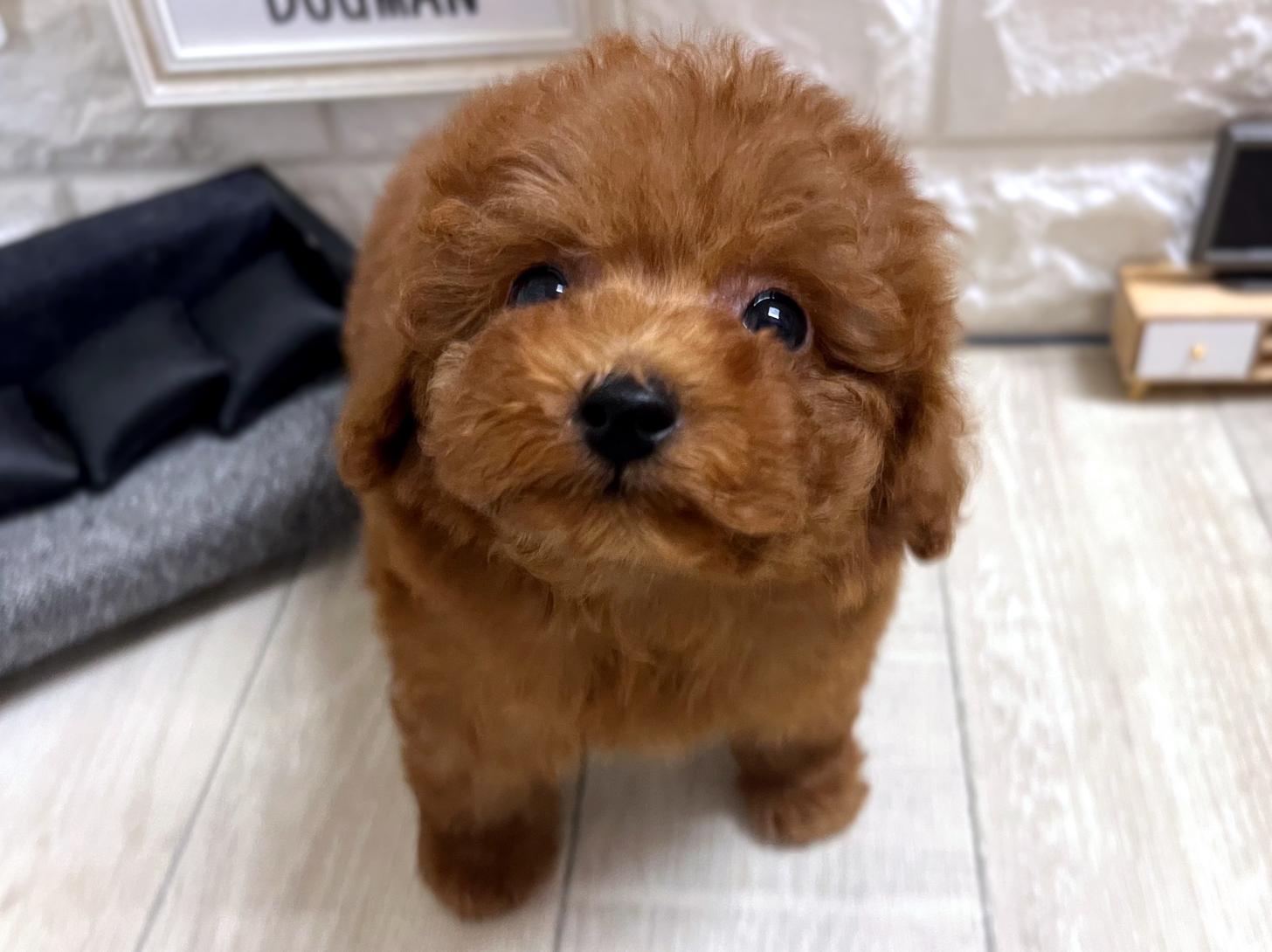 和歌山県のトイプードル(タイニー) (DOGMAN和歌山店/2026年4月27日生まれ/男の子/レッドフォーン)の子犬の2枚目の画像