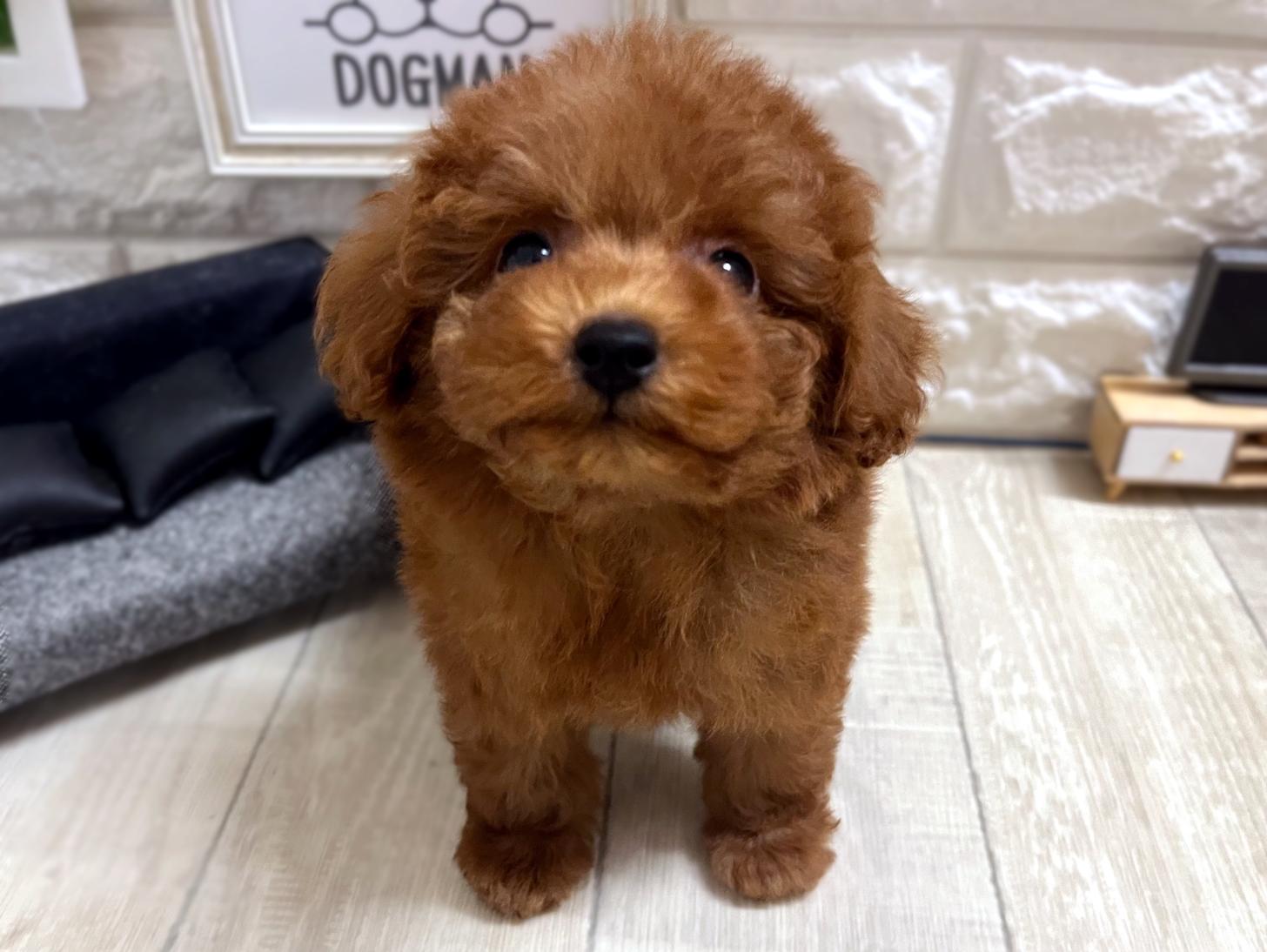 和歌山県のトイプードル(タイニー) (DOGMAN和歌山店/2026年4月27日生まれ/男の子/レッドフォーン)の子犬の3枚目の画像