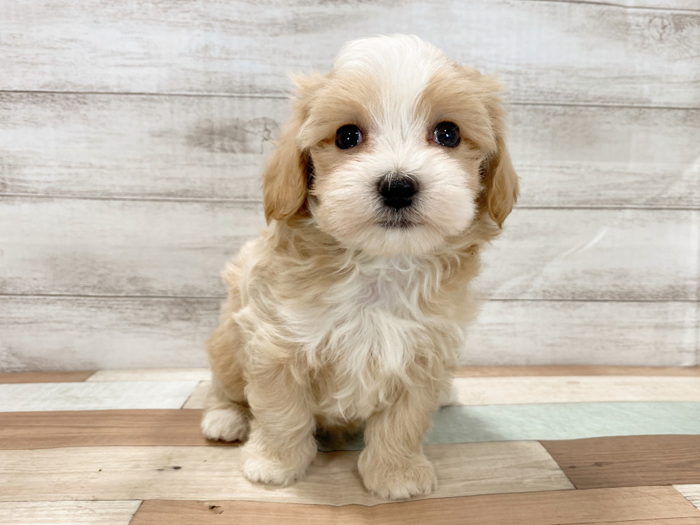 新潟県のマルプー(マルチーズ×プードル) (竹内ペット 新津本店/2026年2月19日生まれ/男の子/クリーム)の子犬の1枚目の画像