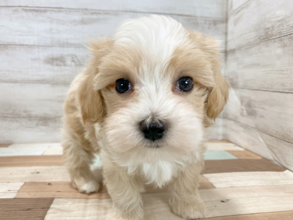 新潟県のマルプー(マルチーズ×プードル) (竹内ペット 新津本店/2026年2月19日生まれ/男の子/クリーム)の子犬の2枚目の画像