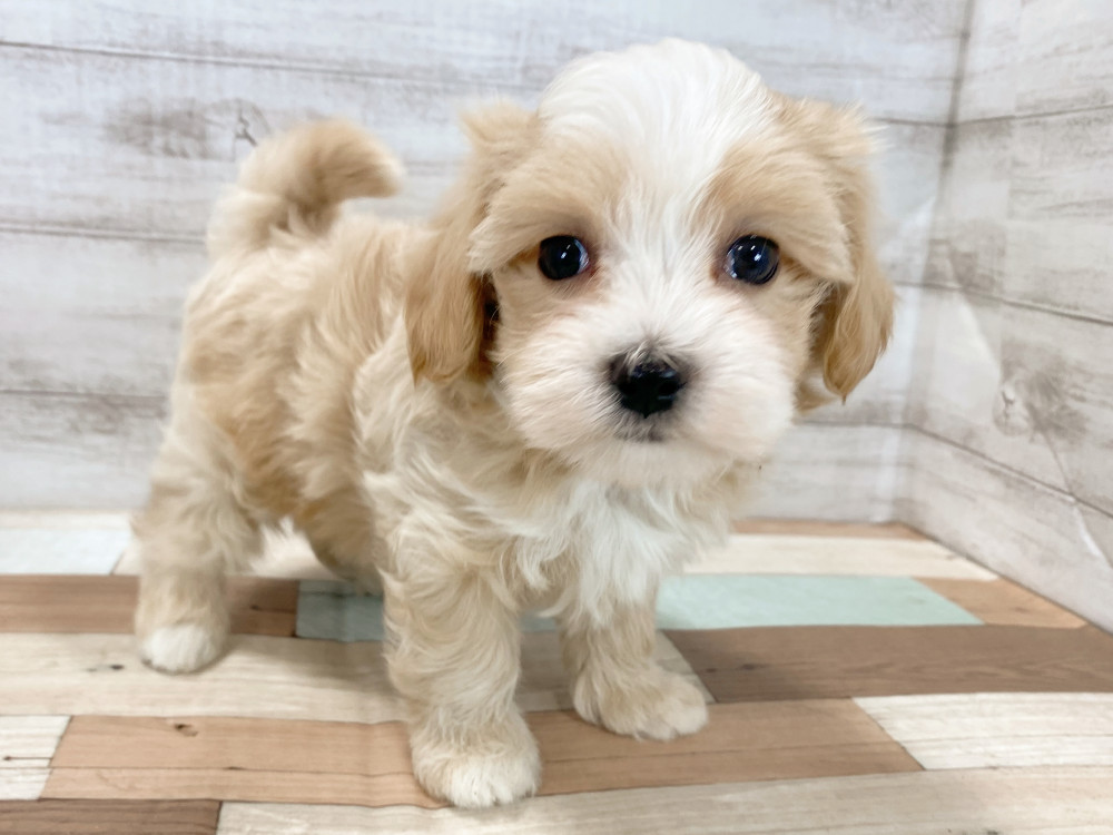 新潟県のマルプー(マルチーズ×プードル) (竹内ペット 新津本店/2026年2月19日生まれ/男の子/クリーム)の子犬の4枚目の画像