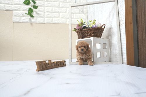 滋賀県のトイプードル(トイ) (いっぷく湖南店/2025年7月3日生まれ/男の子/オレンジフォーン)の子犬の2枚目の画像