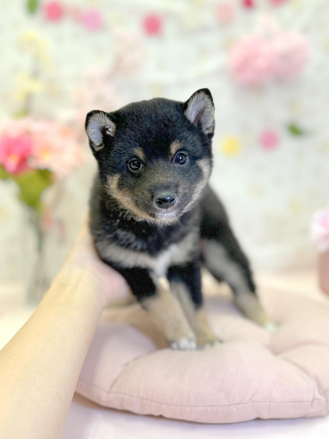 北海道の豆柴 (ラブワンコ平岸店/2026年1月30日生まれ/男の子/黒)の子犬