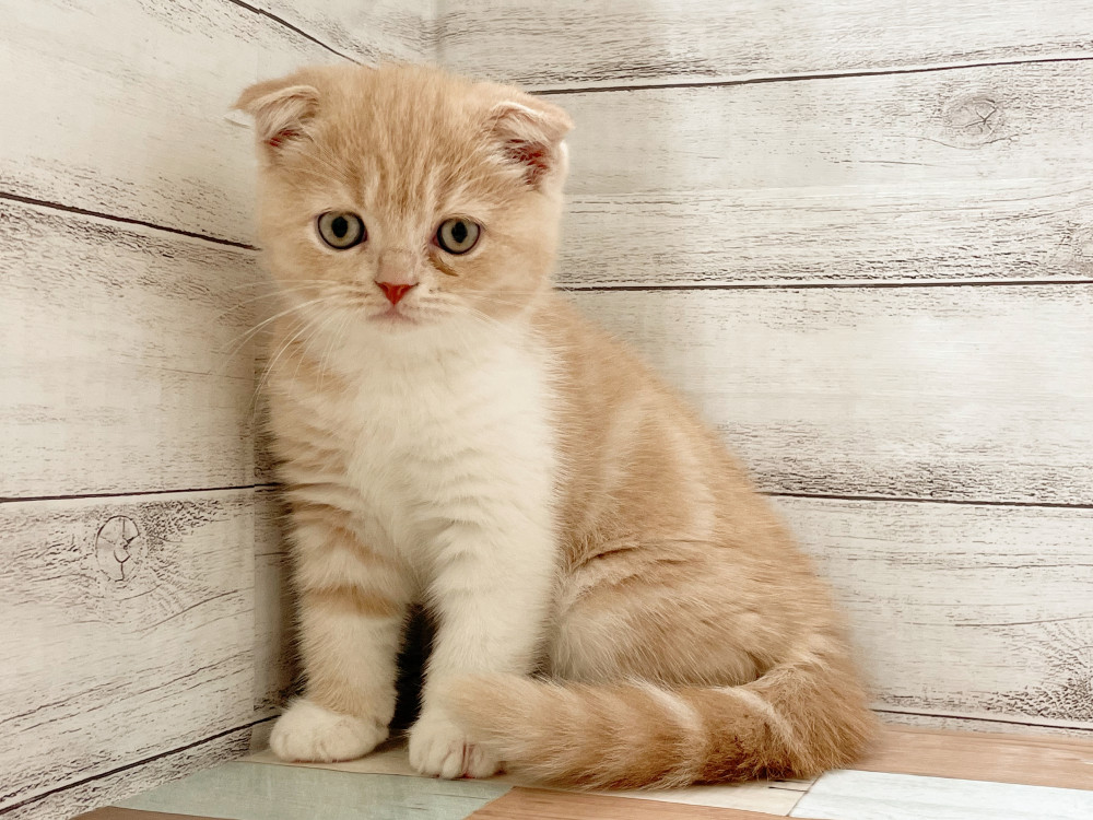 新潟県のミックス              スコテッシュフォールド×マンチカン (竹内ペット 新津本店/2025年9月4日生まれ/女の子/その他色)の子猫の1枚目の画像