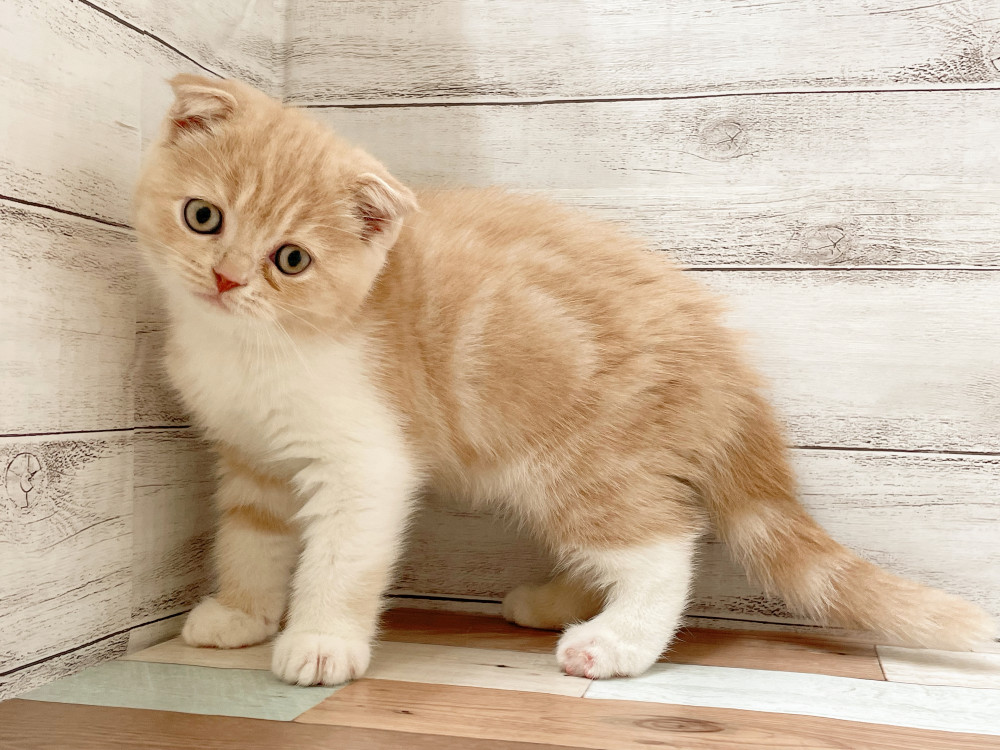 新潟県のミックス              スコテッシュフォールド×マンチカン (竹内ペット 新津本店/2025年9月4日生まれ/女の子/その他色)の子猫の2枚目の画像