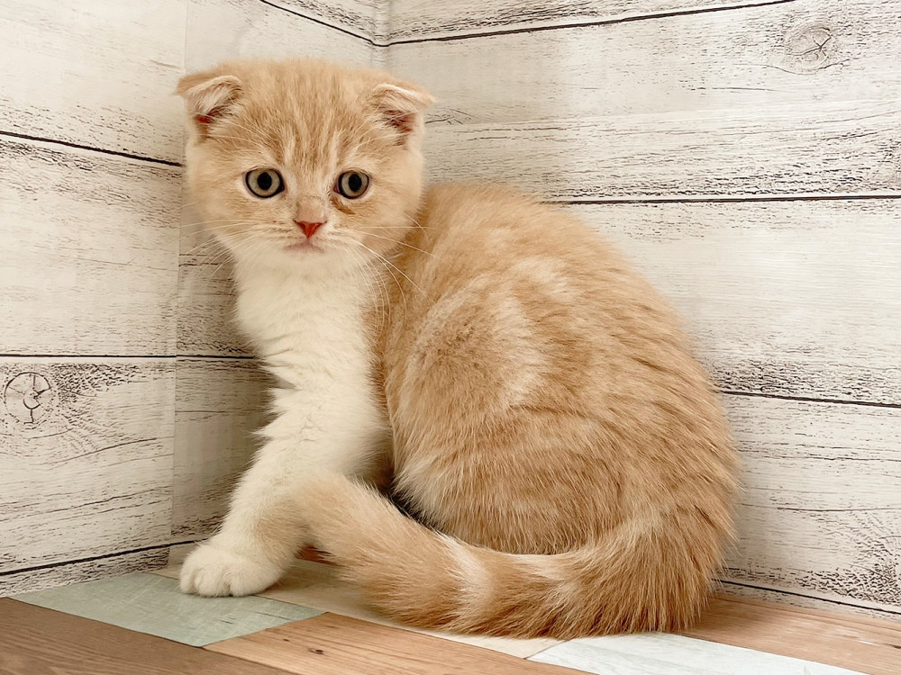 新潟県のミックス              スコテッシュフォールド×マンチカン (竹内ペット 新津本店/2025年9月4日生まれ/女の子/その他色)の子猫の3枚目の画像