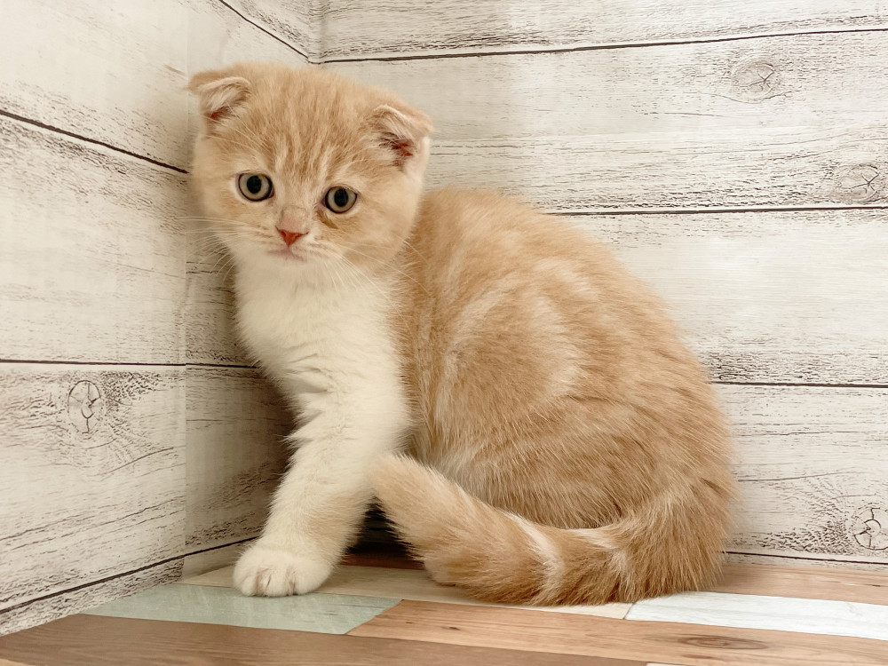 新潟県のミックス              スコテッシュフォールド×マンチカン (竹内ペット 新津本店/2025年9月4日生まれ/女の子/その他色)の子猫の4枚目の画像