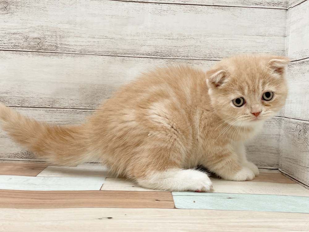 2025年9月4日生まれのミックス              スコテッシュフォールド×マンチカンの5枚目の写真