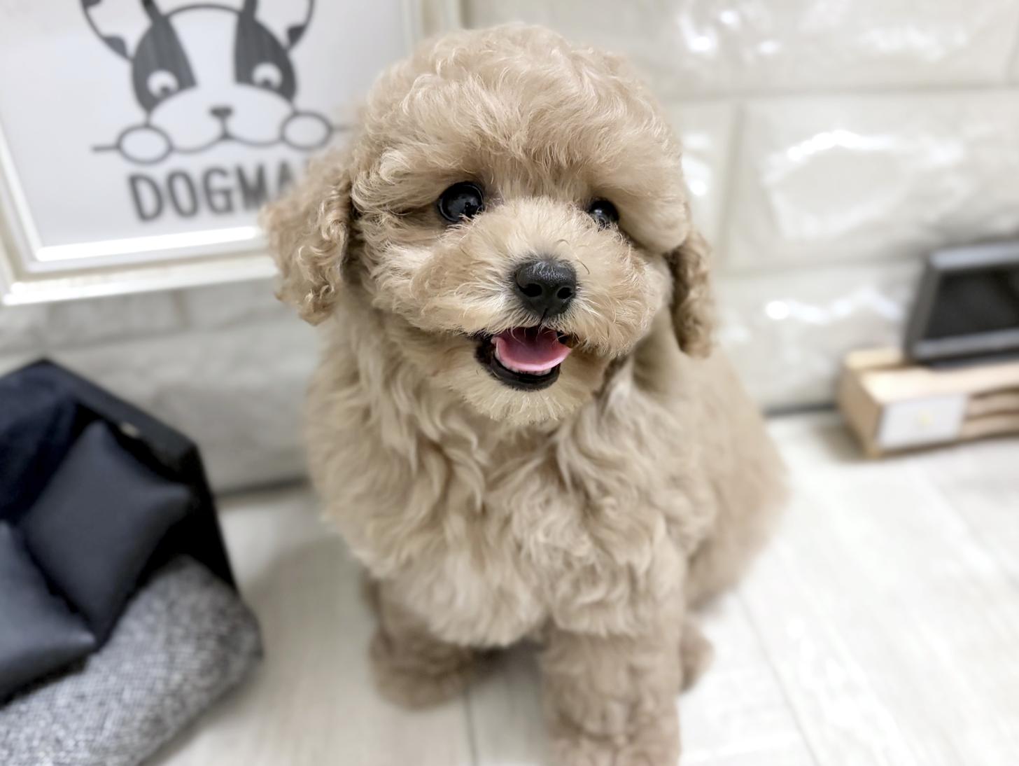 大阪府のトイプードル(トイ) (DOGMAN平野瓜破店/2026年6月6日生まれ/男の子/ペールフォーン)の子犬の1枚目の画像