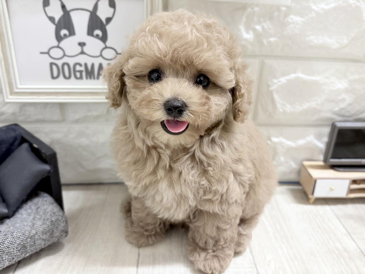大阪府のトイプードル(トイ) (DOGMAN平野瓜破店/2026年6月6日生まれ/男の子/ペールフォーン)の子犬の2枚目の画像