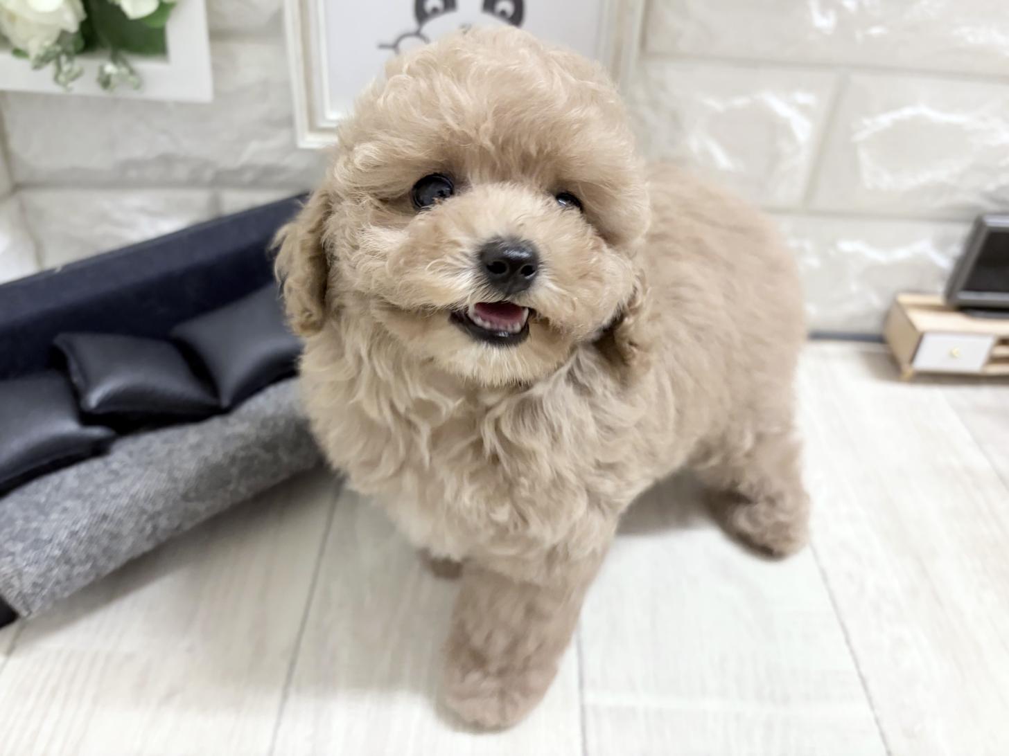 大阪府のトイプードル(トイ) (DOGMAN平野瓜破店/2026年6月6日生まれ/男の子/ペールフォーン)の子犬の3枚目の画像