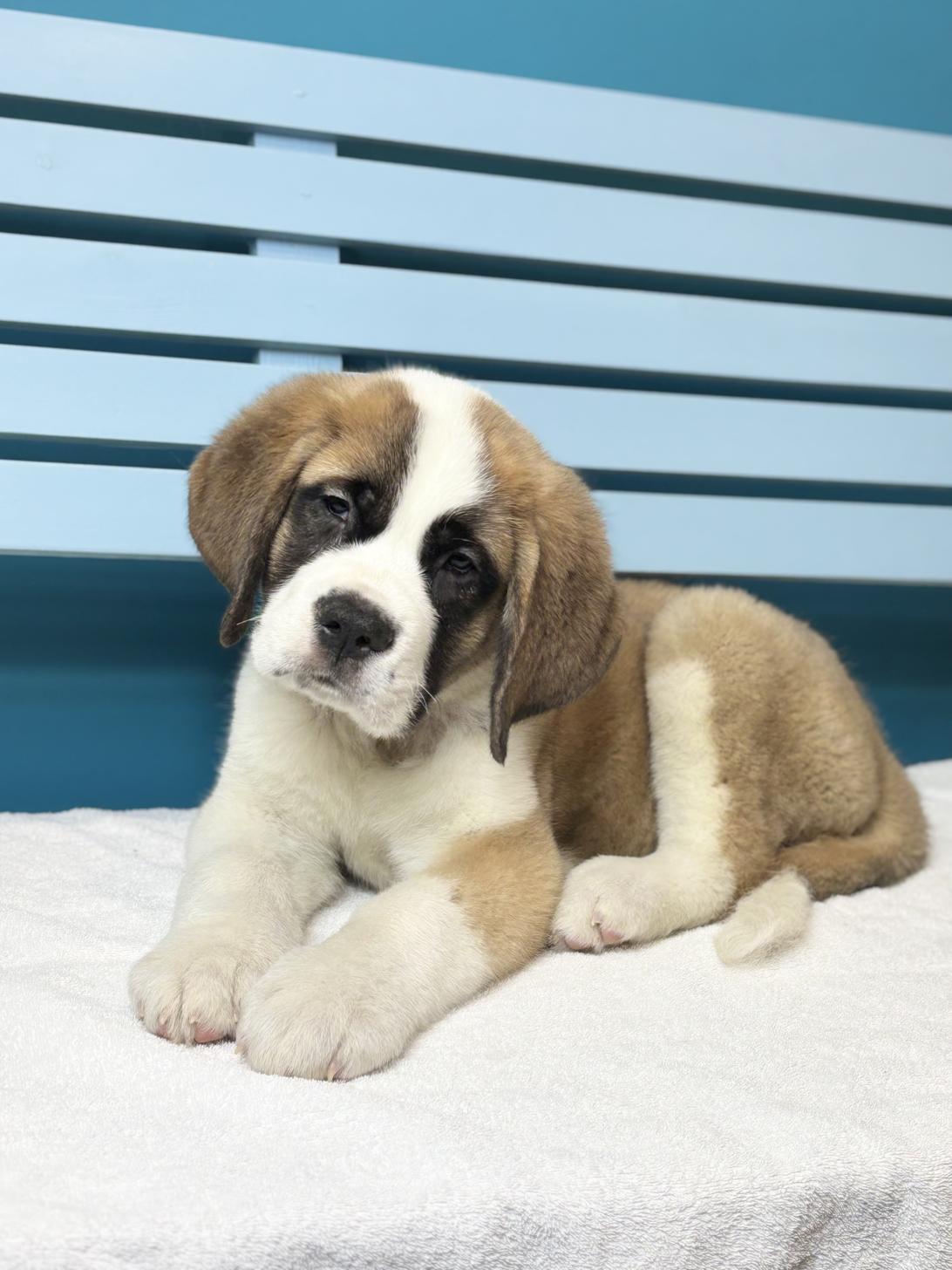 埼玉県のセントバーナード (ペッツスマイル加須インター店/2025年11月7日生まれ/男の子/ブラウンホワイト)の子犬の1枚目の画像