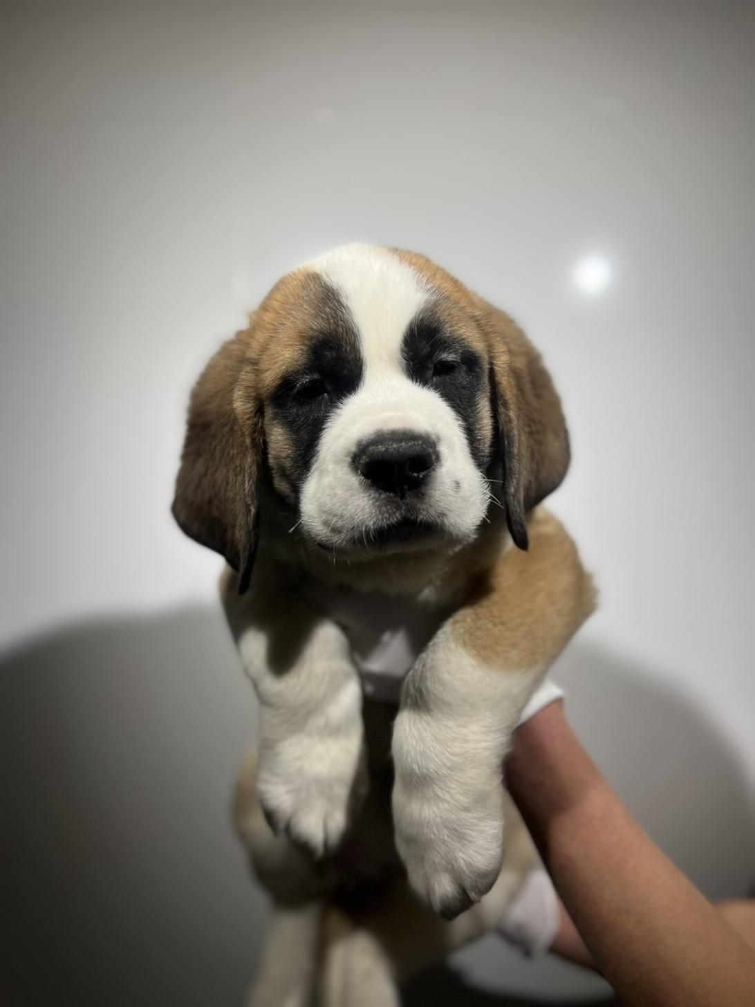 埼玉県のセントバーナード (ペッツスマイル加須インター店/2025年11月7日生まれ/男の子/ブラウンホワイト)の子犬の1枚目の画像