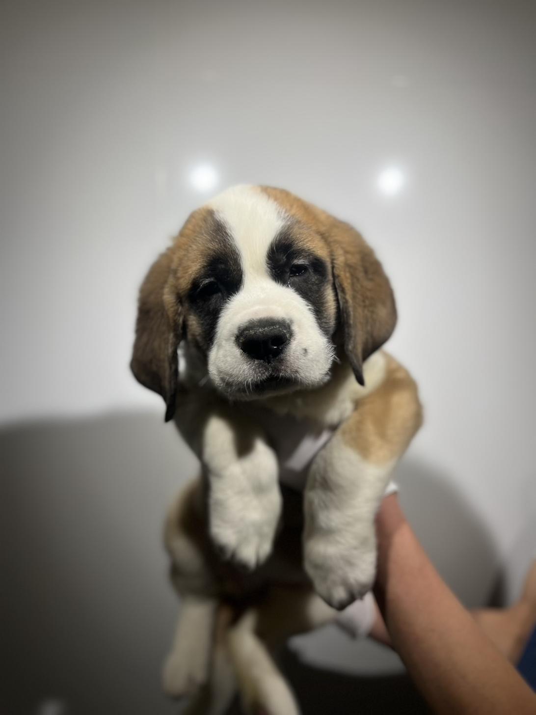 埼玉県のセントバーナード (ペッツスマイル加須インター店/2025年11月7日生まれ/男の子/ブラウンホワイト)の子犬の2枚目の画像