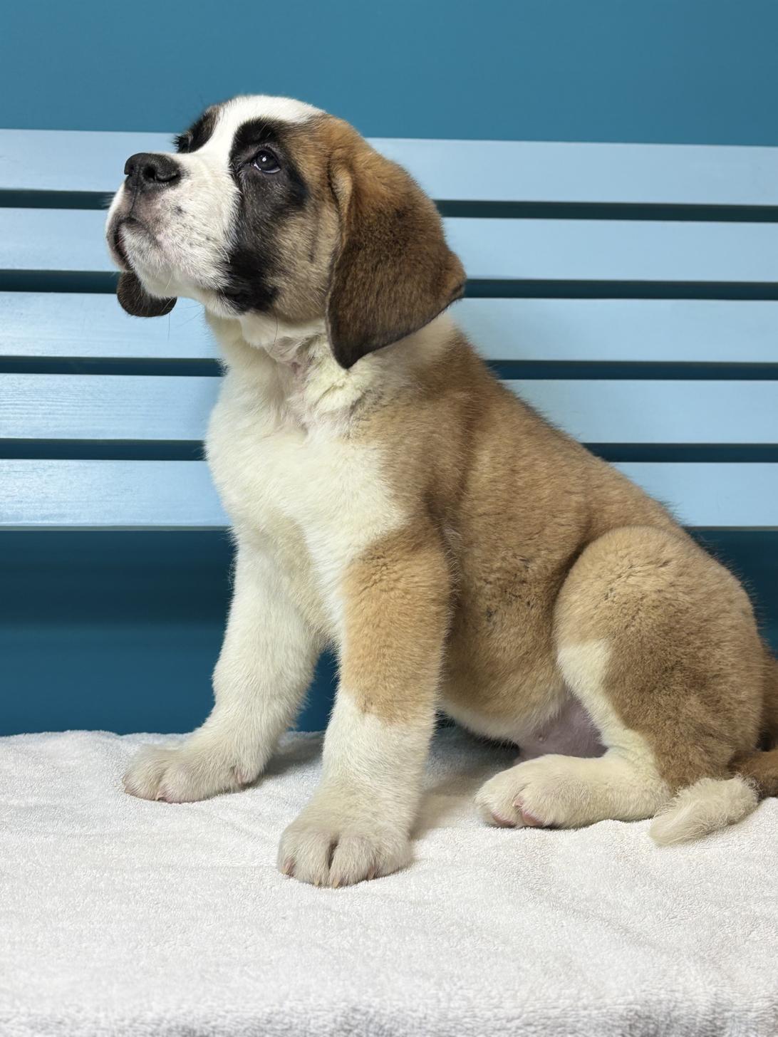 埼玉県のセントバーナード (ペッツスマイル加須インター店/2025年11月7日生まれ/男の子/ブラウンホワイト)の子犬の3枚目の画像