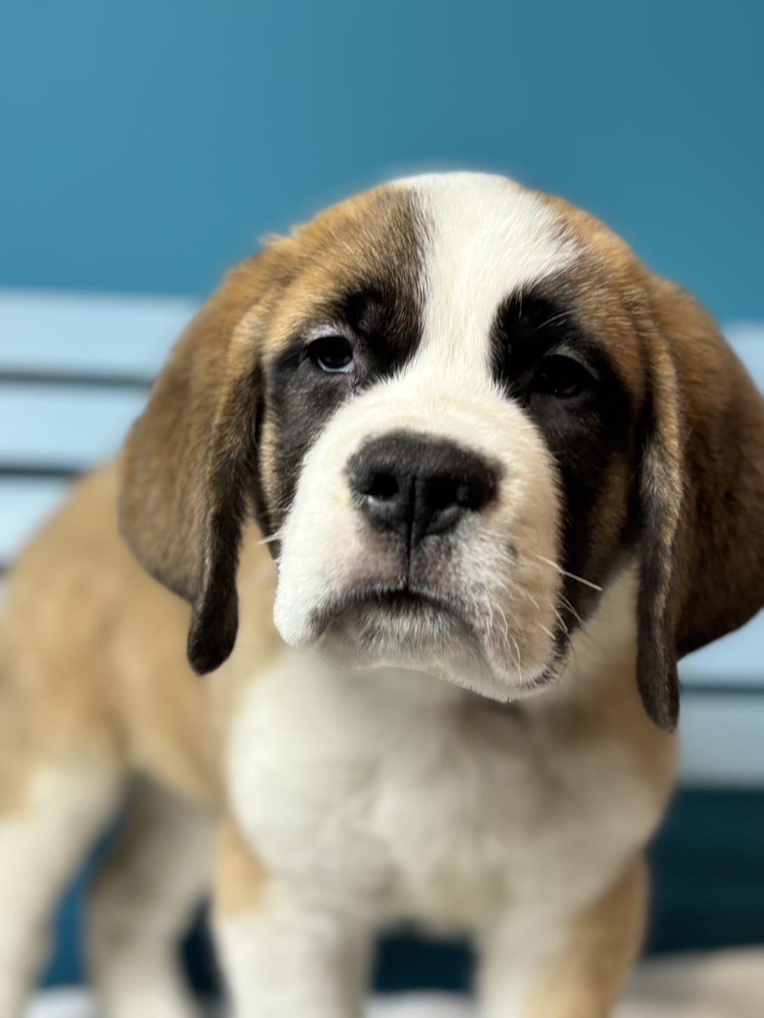 埼玉県のセントバーナード (ペッツスマイル加須インター店/2025年11月7日生まれ/男の子/ブラウンホワイト)の子犬の4枚目の画像