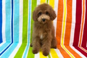 愛知県のトイプードル(トイ) (ハピースペット一宮三条アミーゴ店/2025年8月3日生まれ/女の子/レッド)の子犬の1枚目の画像