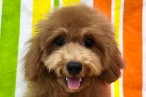 愛知県のトイプードル(トイ) (ハピースペット一宮三条アミーゴ店/2025年8月3日生まれ/女の子/レッド)の子犬の2枚目の画像