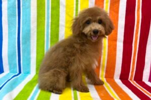 愛知県のトイプードル(トイ) (ハピースペット一宮三条アミーゴ店/2025年8月3日生まれ/女の子/レッド)の子犬の3枚目の画像