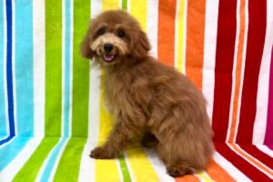 愛知県のトイプードル(トイ) (ハピースペット一宮三条アミーゴ店/2025年8月3日生まれ/女の子/レッド)の子犬の4枚目の画像