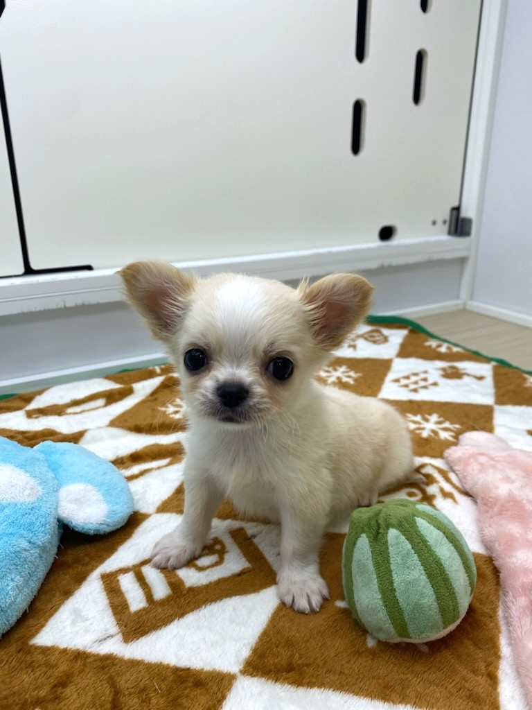 宮城県のチワワ(ロング) (ズーズーカンパニー 八乙女店/2025年8月5日生まれ/男の子/クリームホワイト)の子犬の2枚目の画像