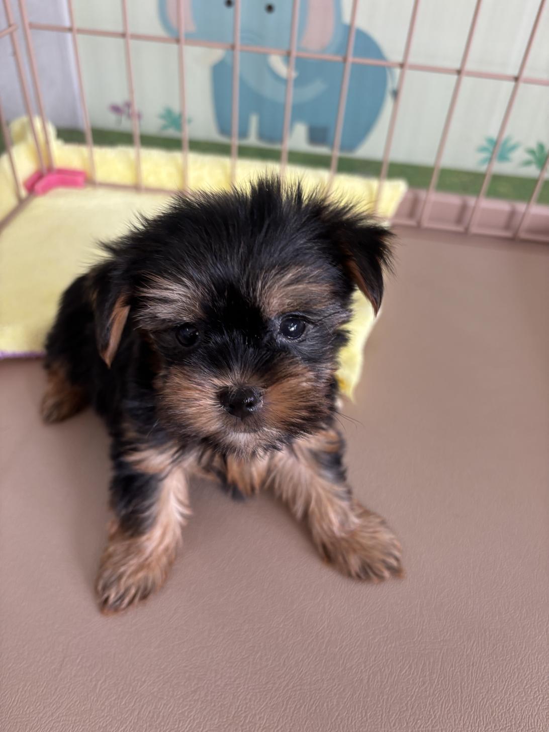 愛知県のヨークシャーテリア (子いぬの足あと/2025年5月12日生まれ/男の子/スチールブルータン)の子犬