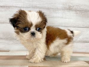 新潟県のシーズー (竹内ペット 新津本店/2025年10月14日生まれ/女の子/ホワイトゴールド)の子犬の2枚目の画像