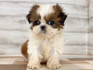 新潟県のシーズー (竹内ペット 新津本店/2025年10月14日生まれ/女の子/ホワイトゴールド)の子犬の3枚目の画像