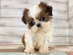 新潟県のシーズー (竹内ペット 新津本店/2025年10月14日生まれ/女の子/ホワイトゴールド)の子犬の4枚目の画像