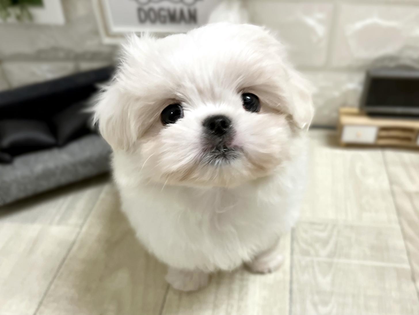 和歌山県のペキマル/マルペキ(ペキニーズ×マルチーズ) (DOGMAN和歌山中之島店/2025年11月3日生まれ/女の子/ホワイト)の子犬の1枚目の画像