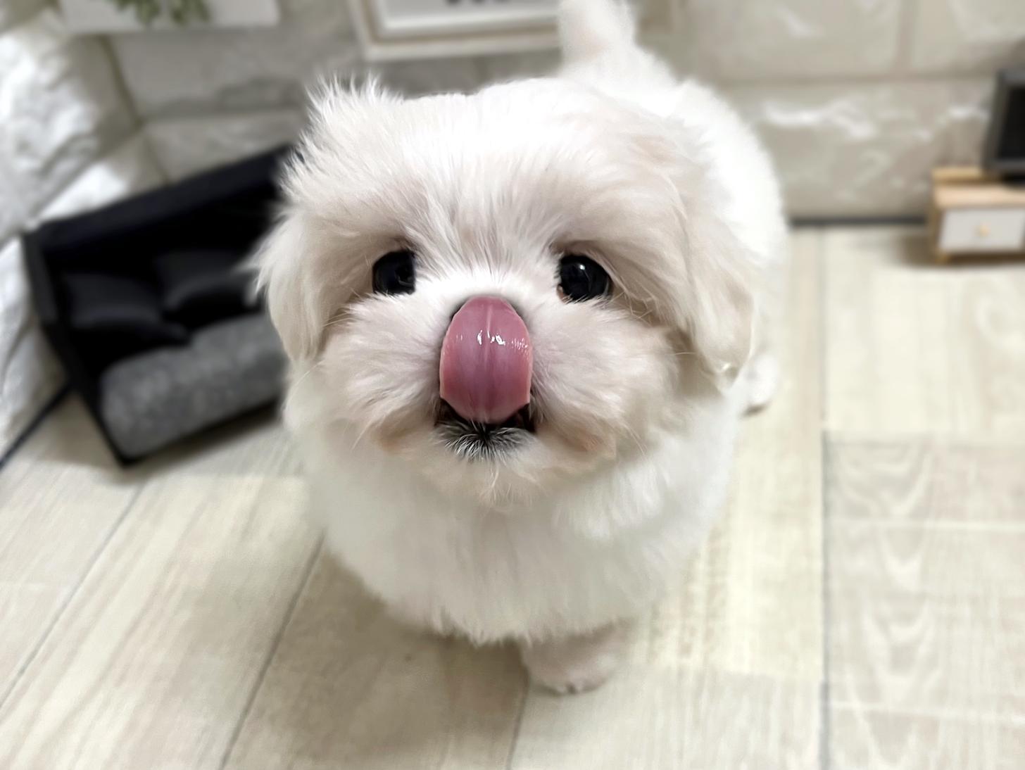 和歌山県のペキマル/マルペキ(ペキニーズ×マルチーズ) (DOGMAN和歌山中之島店/2025年11月3日生まれ/女の子/ホワイト)の子犬の2枚目の画像