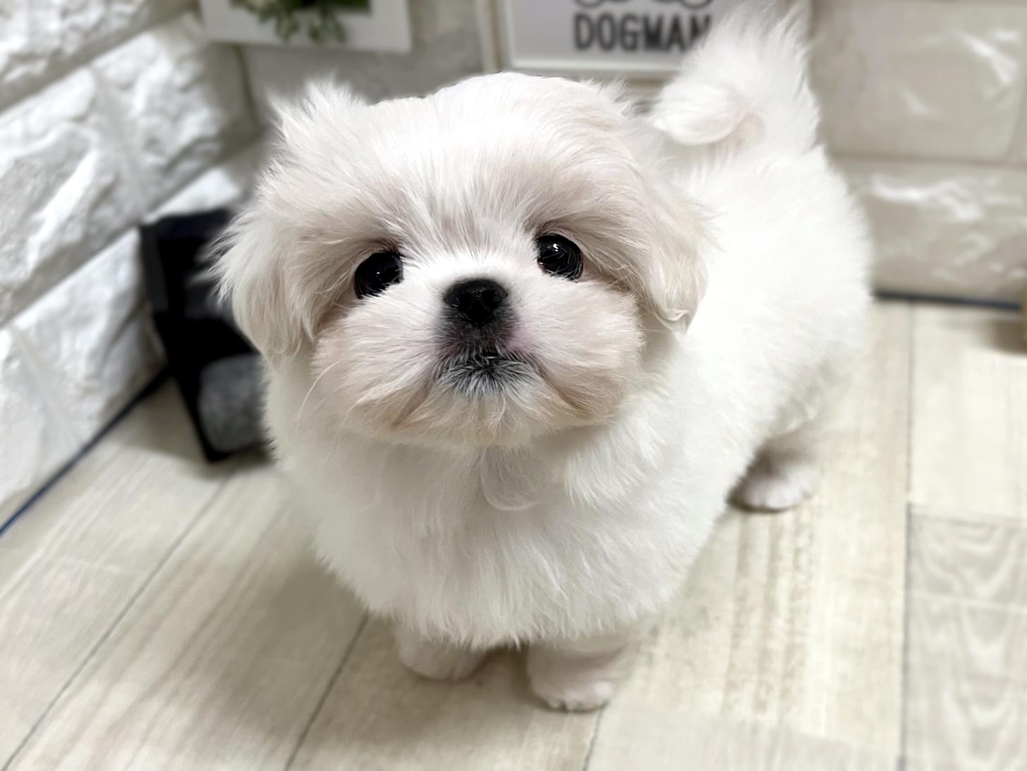 和歌山県のペキマル/マルペキ(ペキニーズ×マルチーズ) (DOGMAN和歌山中之島店/2025年11月3日生まれ/女の子/ホワイト)の子犬の3枚目の画像