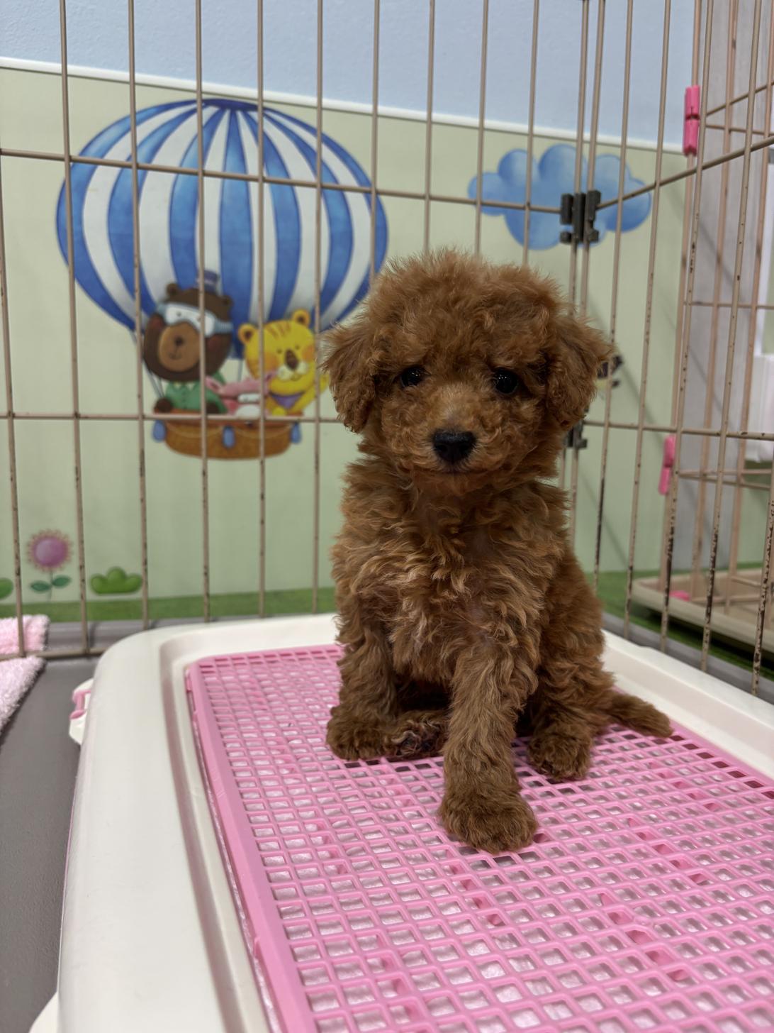 愛知県のトイプードル(トイ) (子いぬの足あと/2026年1月10日生まれ/女の子/レッド)の子犬