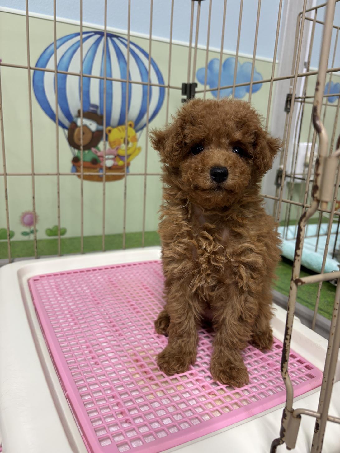 愛知県のトイプードル(トイ) (子いぬの足あと/2026年1月10日生まれ/女の子/レッド)の子犬