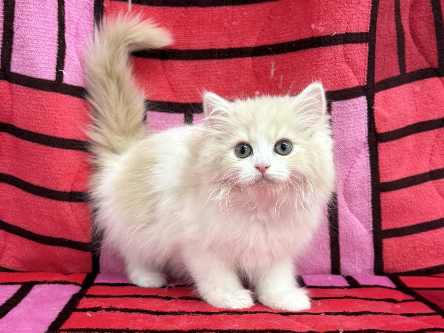 愛知県のミヌエット (ハピースペット春日井アミーゴ店/2025年12月4日生まれ/男の子/クリームタビーホワイト)の子猫の1枚目の画像